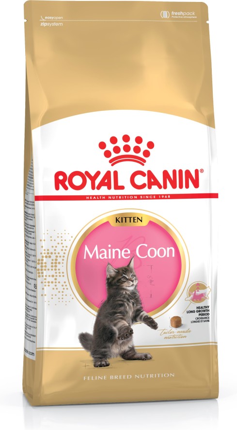 RC kitten maine coon 2kg