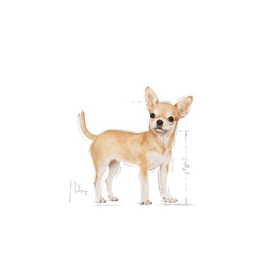 Royal Canin Chihuahua Adult 0,5kg