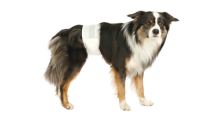 Trixie Paper diapers for dogs, 12 pcs, S-M, 30-46cm