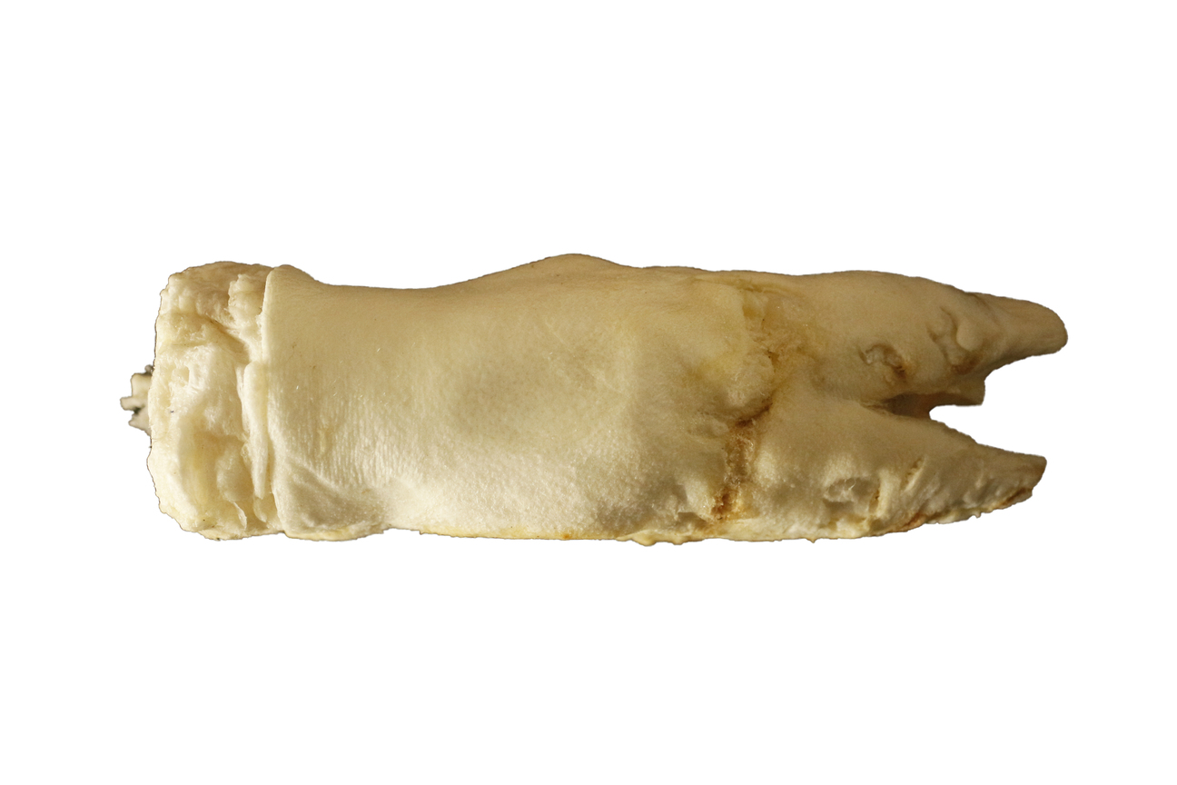 Vepřová noha, cca 22cm