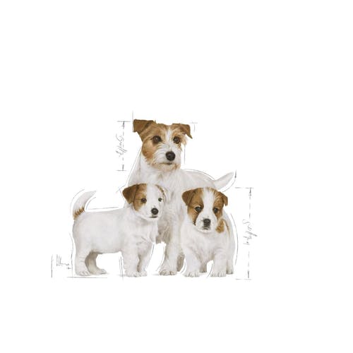 Royal Canin Mini Starter Mother & Babydog 1kg