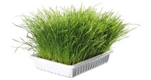 Trixie Grass for a cat in a bowl 100g
